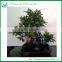 Ficus Evergreen Bonsai
