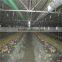 broiler chicken feeding system