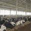 Durable Cow Milking Free Stall Customized Bedding With Double Row Type