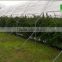 High Tunnel single or multi span galvanized steel plastic film cover low cost plant house or greenhouse for agricultural farm