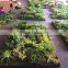Home garden wedding decoration 200cm*100cm green original succulent with moss carpet grass wall E03 0503
