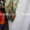 Factory direct sale dinosaur stage dance wear for adults