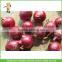 High quality fresh onion of 5-7cm size