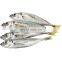 frozen small eye horse mackerel decapterus maruadsi round scad