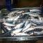 HGT Pacific mackerel 100-200g