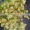 Reasonable price hot sale wholesale cheap cut foliage flower