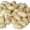 Supply Chinese Blanched Peanut Kernels Long for Sales
