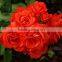 High Quality for Attar Gulab (Rose) at 100% Purity
