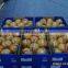 Chinese Grapefruit 8-9-10-11-12 pcs Specification
