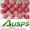 fuji apple exporter in china