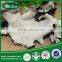 100% natural organic dried black fungus with white back