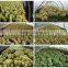 Mini Small Big Size Multi Color Outdoor Indoor Cactus Bonsai