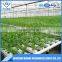 Strawberry Vertical NFT Hydroponic System