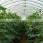 Poly Tunnel Vegatable Greenhouse covered by polythene film