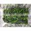 Sinocharm 2022 New Crop Non Worm Organic 500g/piece BQF Frozen Rape Flower