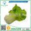 Greenflower 2016 Wholesale artificial PU Milk cabbage China handmaking decoration