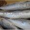 Whole round frozen bonito fish tuna to export