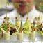 import china goods bbq bamboo skewer with twist