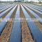 CPP/PE Metalized High Reflective Film for Agricultural