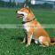 High quality remote dog training collar/dog training bag/wifi dog training collar with high quality from china supply