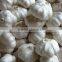 2014 crop Chinese White Garlic 5.0cm