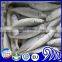 China IQF Frozen Round Scad Seafood Fish For Exporting
