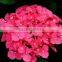 hydrangea