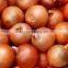 Packaging Ultimate Egyptian onions( Red & Yellow)