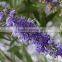 GMP Certified Vitex Agnus Castus Extract Powder