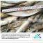 Frozen Whole Scad Mackerel fish/yellow stripe scad for you