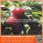 safety dark pe greenhouse anti bird net , nylon agricultural bird netting , plastic green bird control screen mesh net