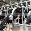 Feed fronts and cubicles for cow