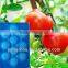Food Grade Recycle Disposable Rectangular Tomato Plastic Container