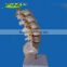 Medical Sicence Lumbar Spinal Column with Sacral and Coccyx Bone
