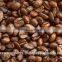 High Quality Arabica Medium Roasted coffee beans