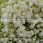 Wholesale Flower Decoration Hobby Lobby Wholesale Flowers Fresh Cut Gypsophila