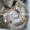 Natural Jadify Ammonite Fossils Ashtray/ Ink-stone Crafts Polished Conch Fossils