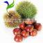 Organic Raw Fresh Chestnut Chinese bulk chestnuts price