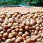 macadamia nuts