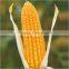 Corn - Human Grade