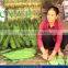 Fresh big size bamboo leaf