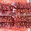 fresh chinese chestnuts for sale