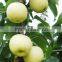 Chinese Golden Pear 9kg 18kg Carton