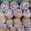 SEASON OF GARLIC