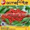 Hot Sale Dried Organic Goji Berry Price