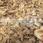 Tongkat Ali Root, Eurycoma Longifolia Jack, (Whole, Slice)