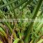Ornamental plant Sabal palmetto