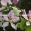 Blooming plants Bauhinia variegata seedling