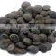 Factory price Griffonia Seed Extract 98% 5-HTP