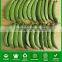 NPE03 Tiande high yield sugar pea seeds guangzhou